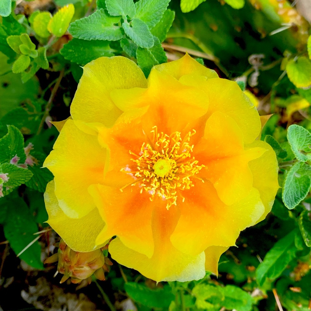 Meet your Posher, Laurie